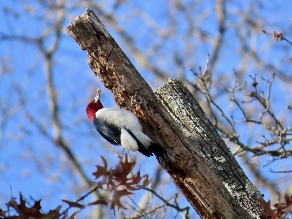 Red-headed Woodpecker - ML646072113