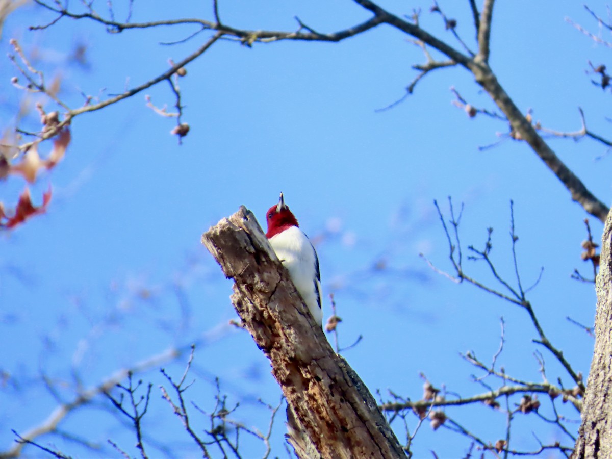 Red-headed Woodpecker - ML646072114