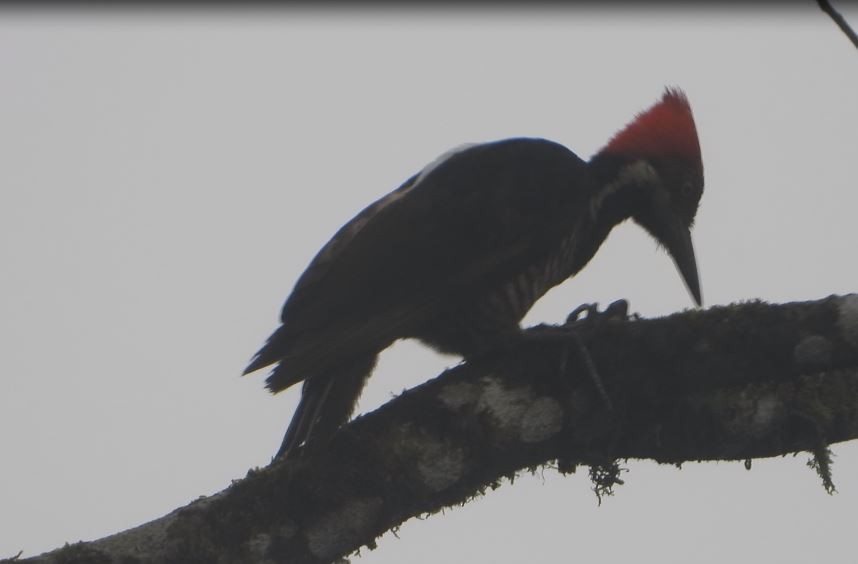 Guayaquil Woodpecker - ML646072115
