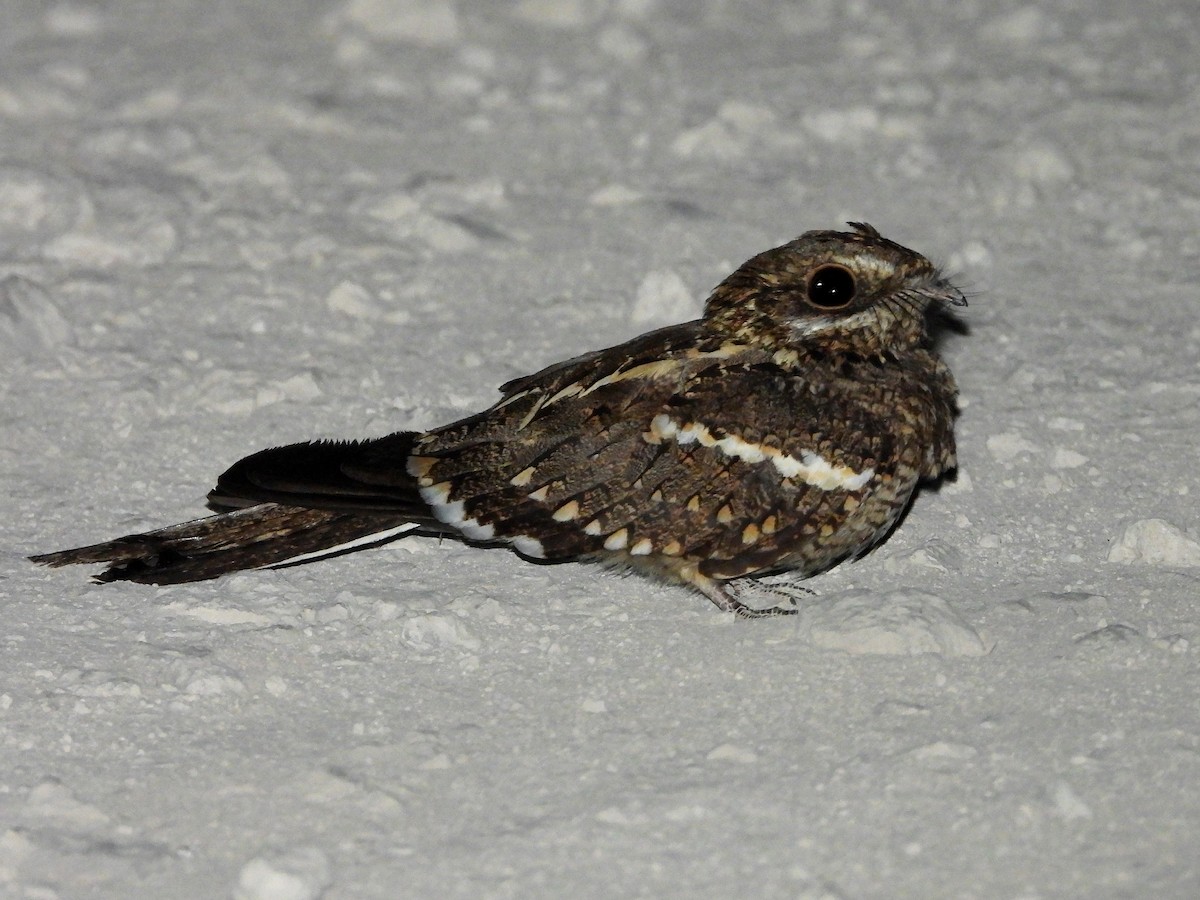 ホソオヨタカ - ML646072119