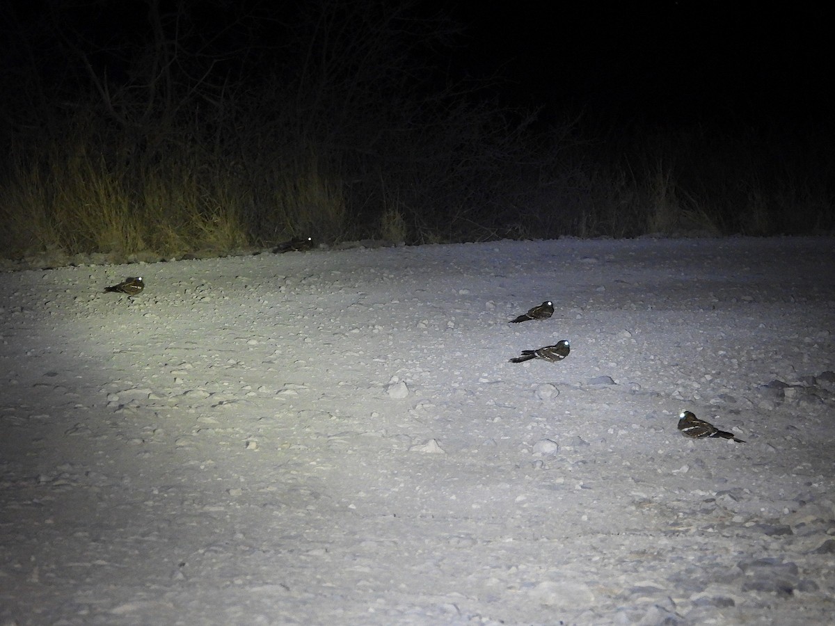 ホソオヨタカ - ML646072120