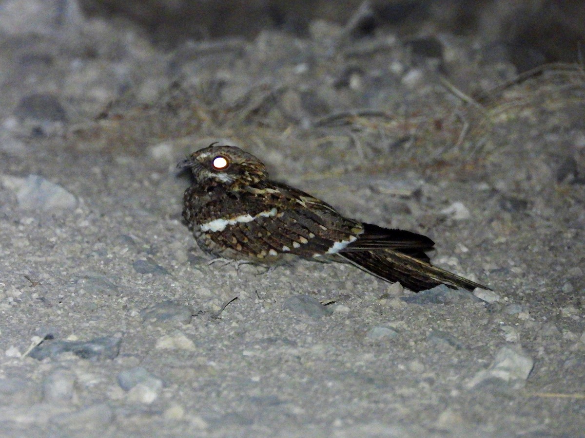 ホソオヨタカ - ML646072121