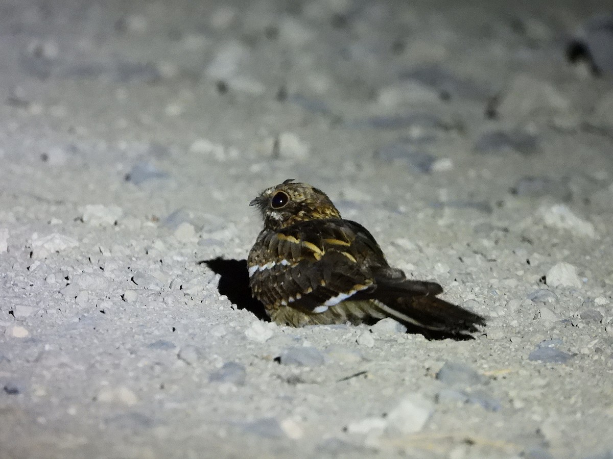 ホソオヨタカ - ML646072122