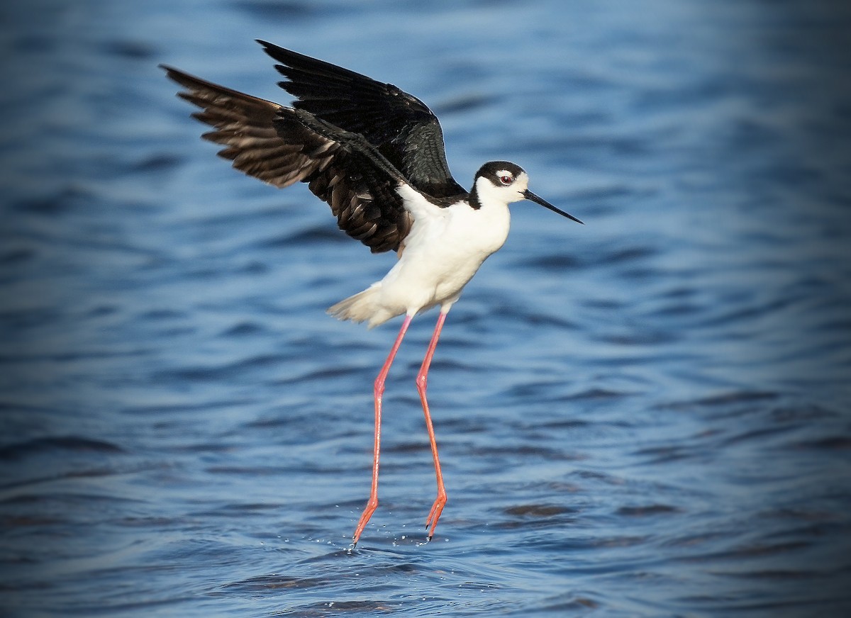 Black-necked Stilt - ML646072129