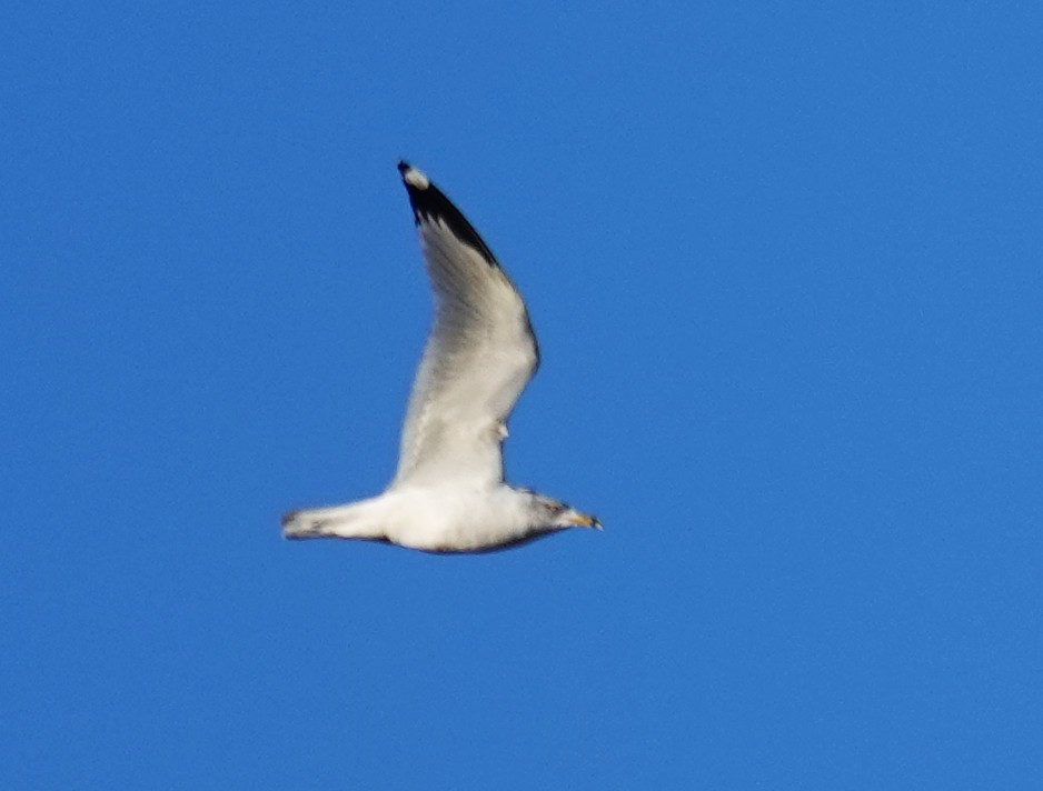 Ring-billed Gull - ML646072132