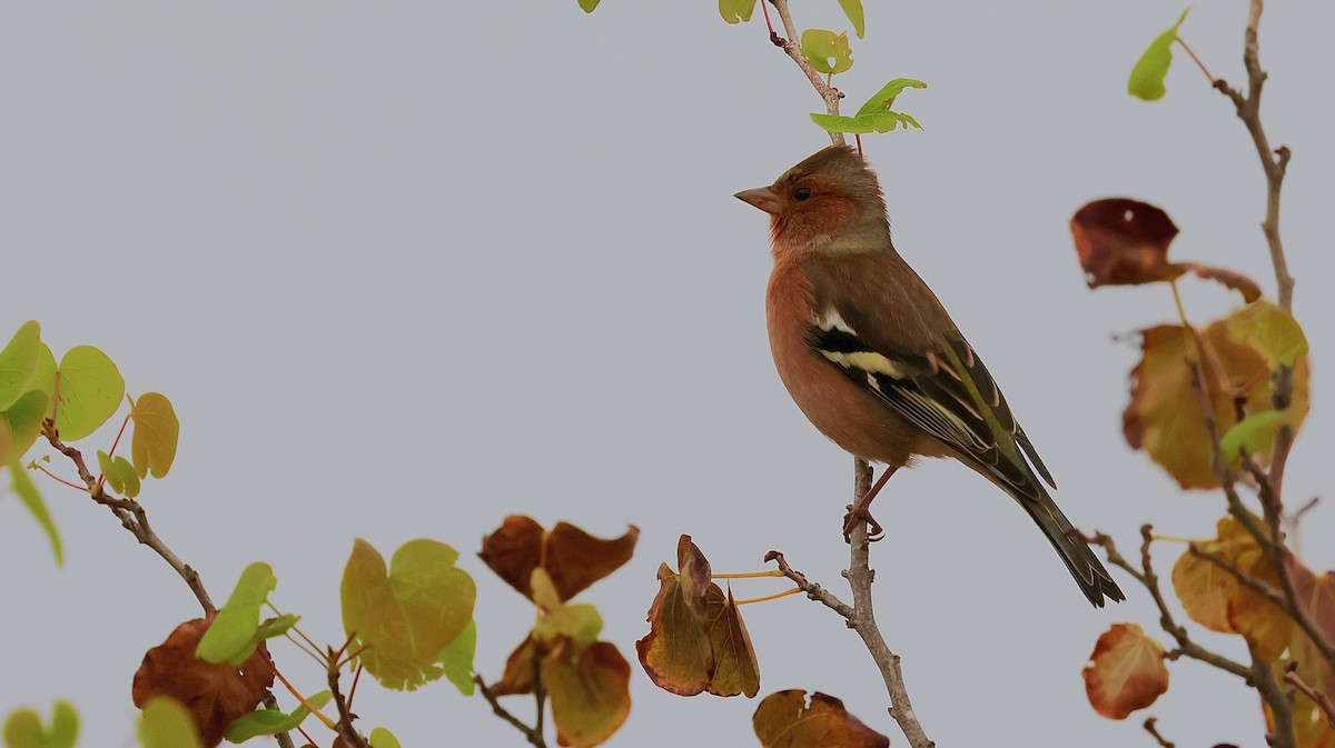 Common Chaffinch - ML646072133