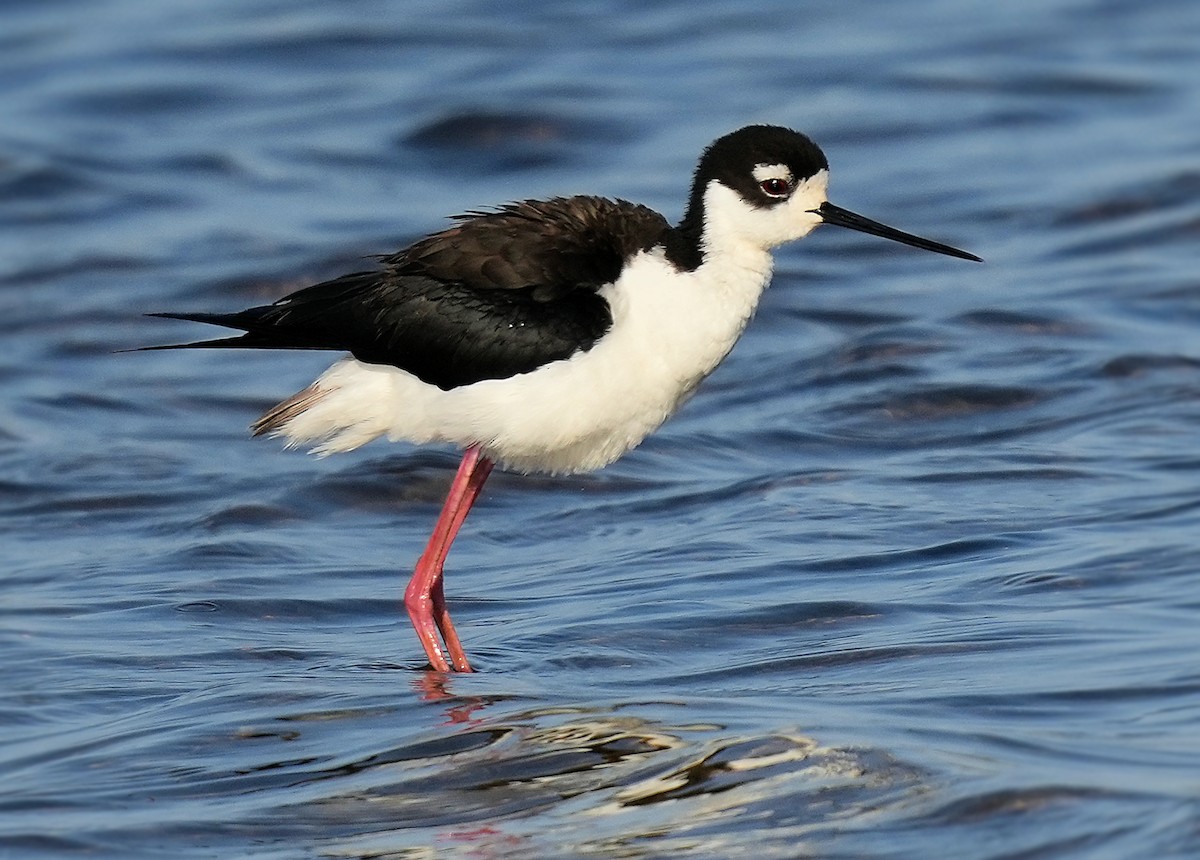 Black-necked Stilt - ML646072134