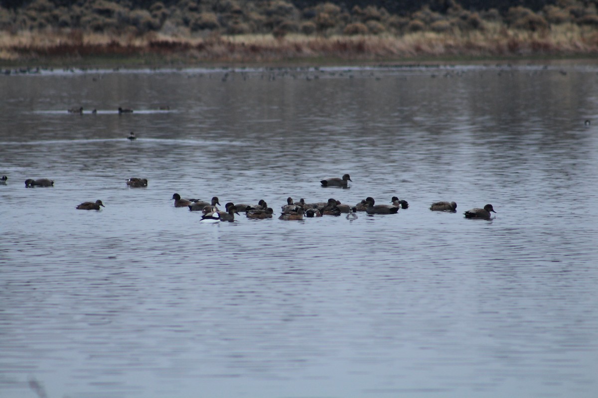 Murgilari buruzuria - ML646072135