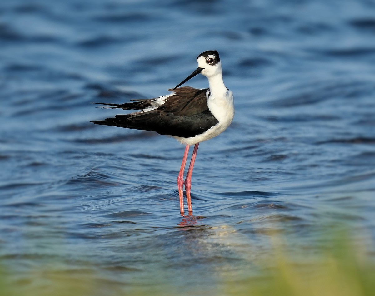 クロエリセイタカシギ - ML646072139