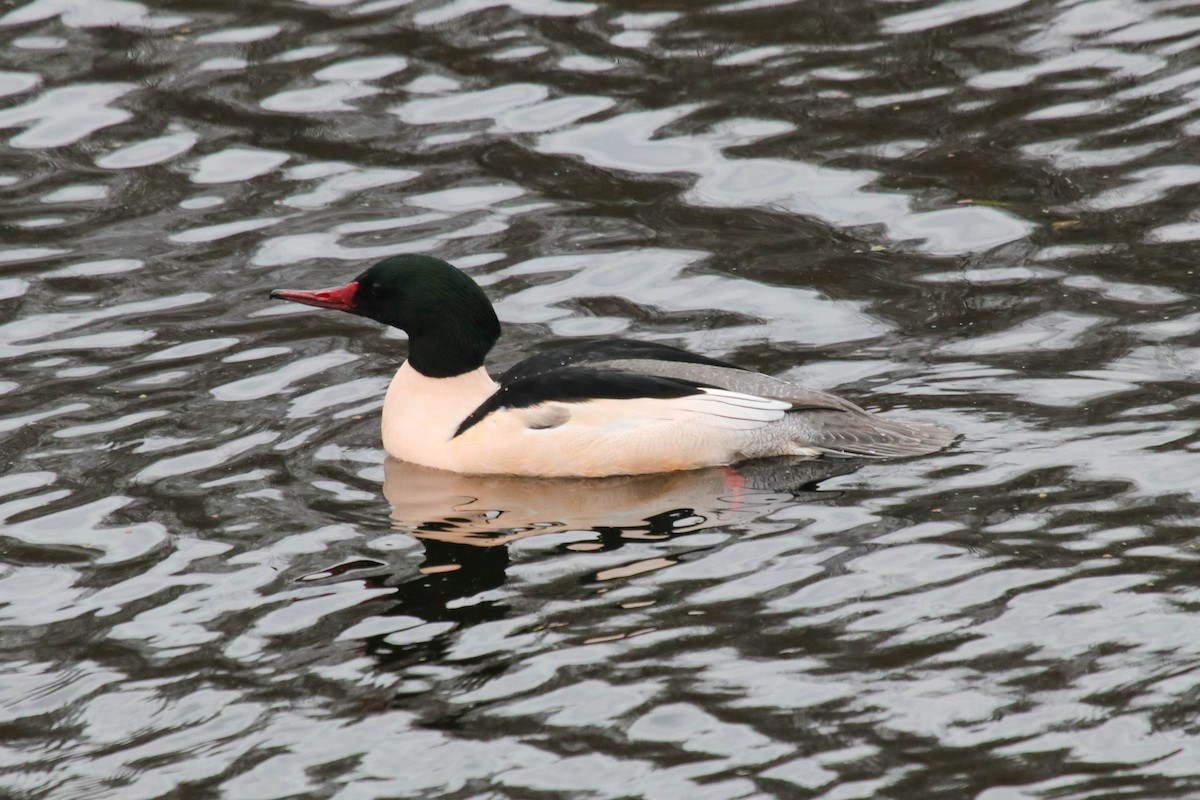 Common Merganser - ML646072140