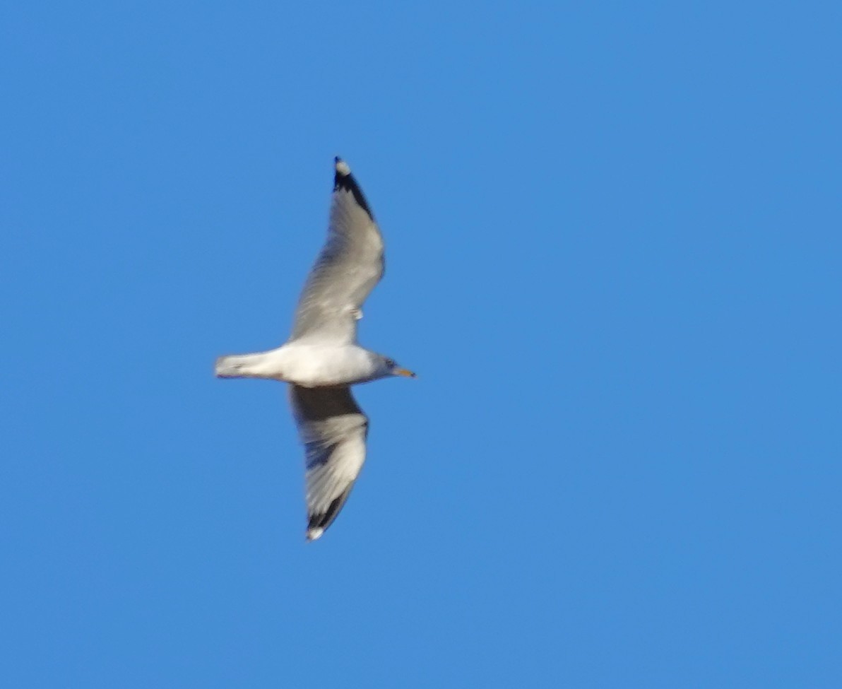 クロワカモメ - ML646072141