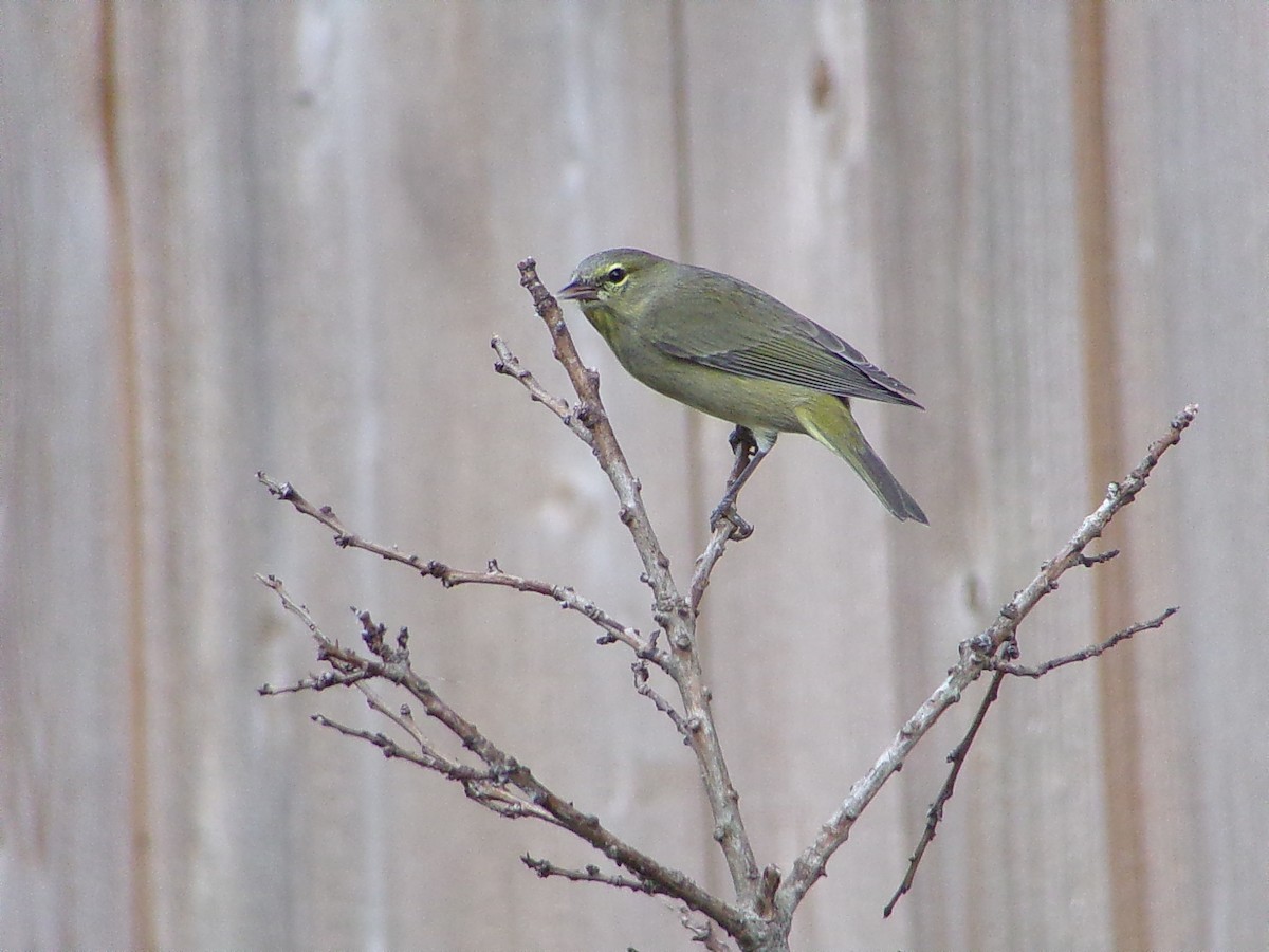 サメズアカアメリカムシクイ - ML646072142