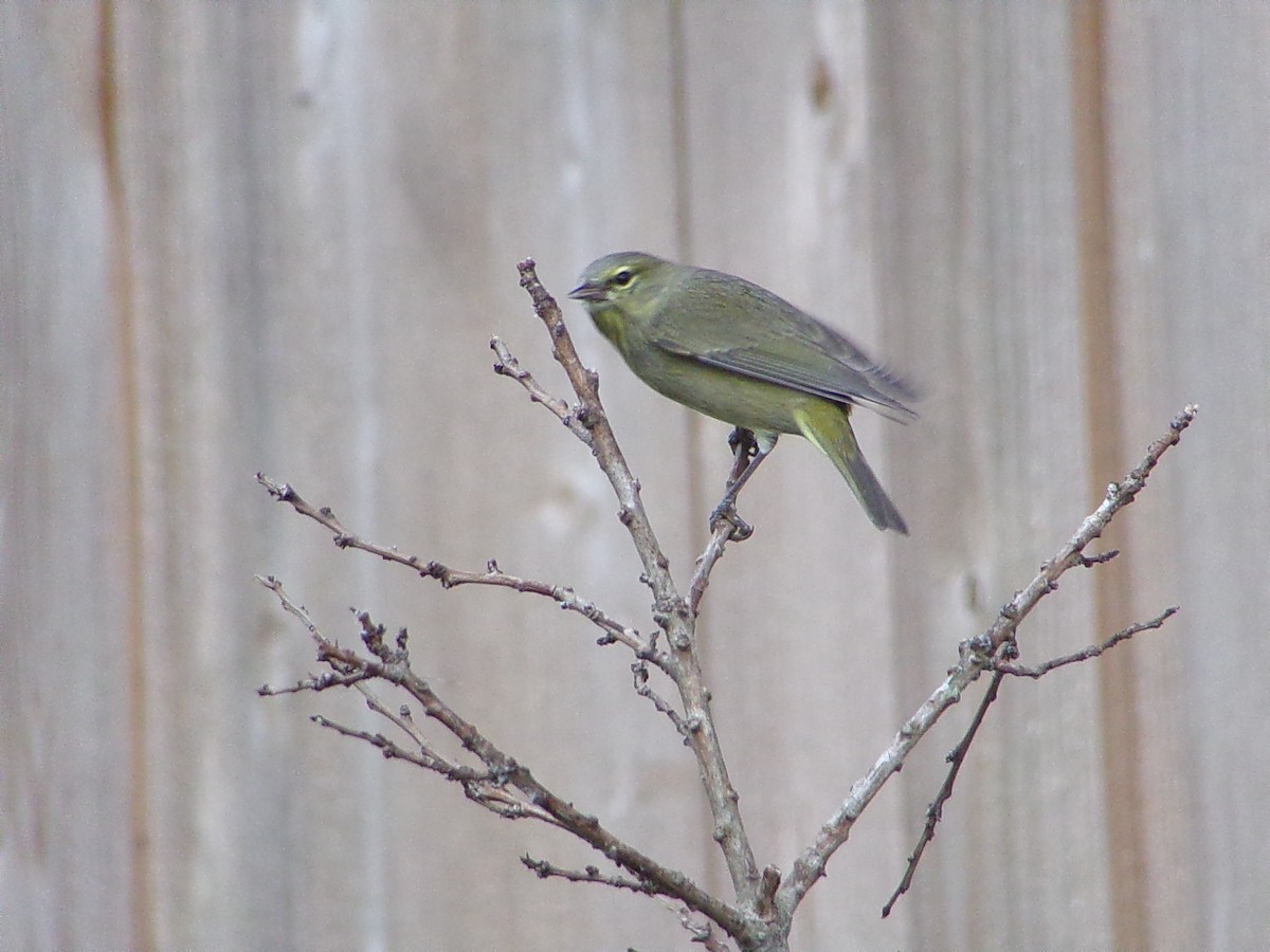 サメズアカアメリカムシクイ - ML646072143