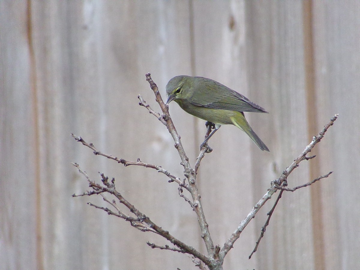 サメズアカアメリカムシクイ - ML646072144