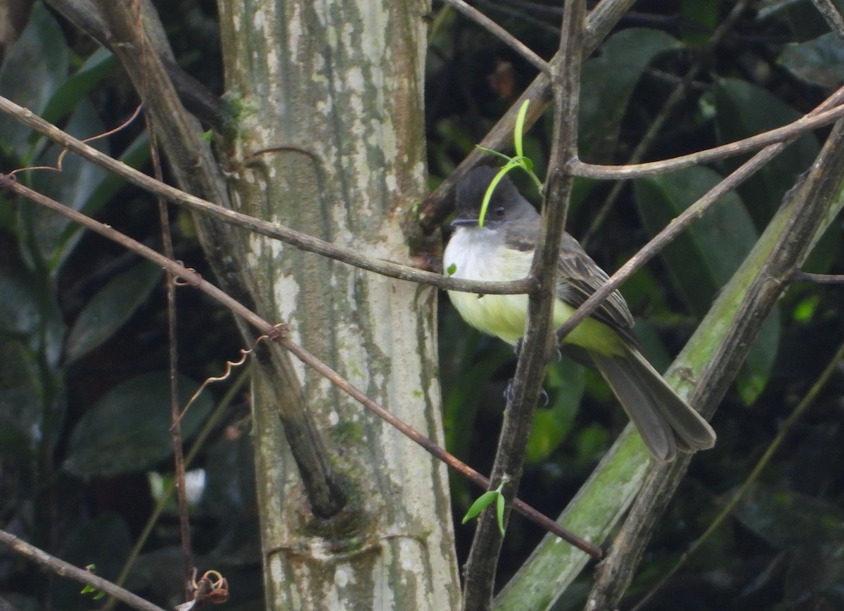 オリーブヒタキモドキ - ML646072146