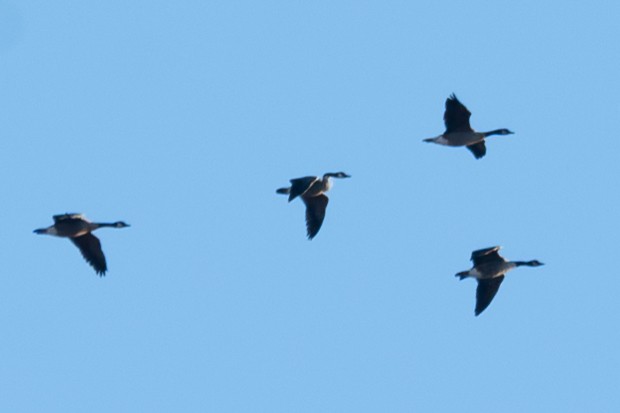 カナダガン - ML646072147