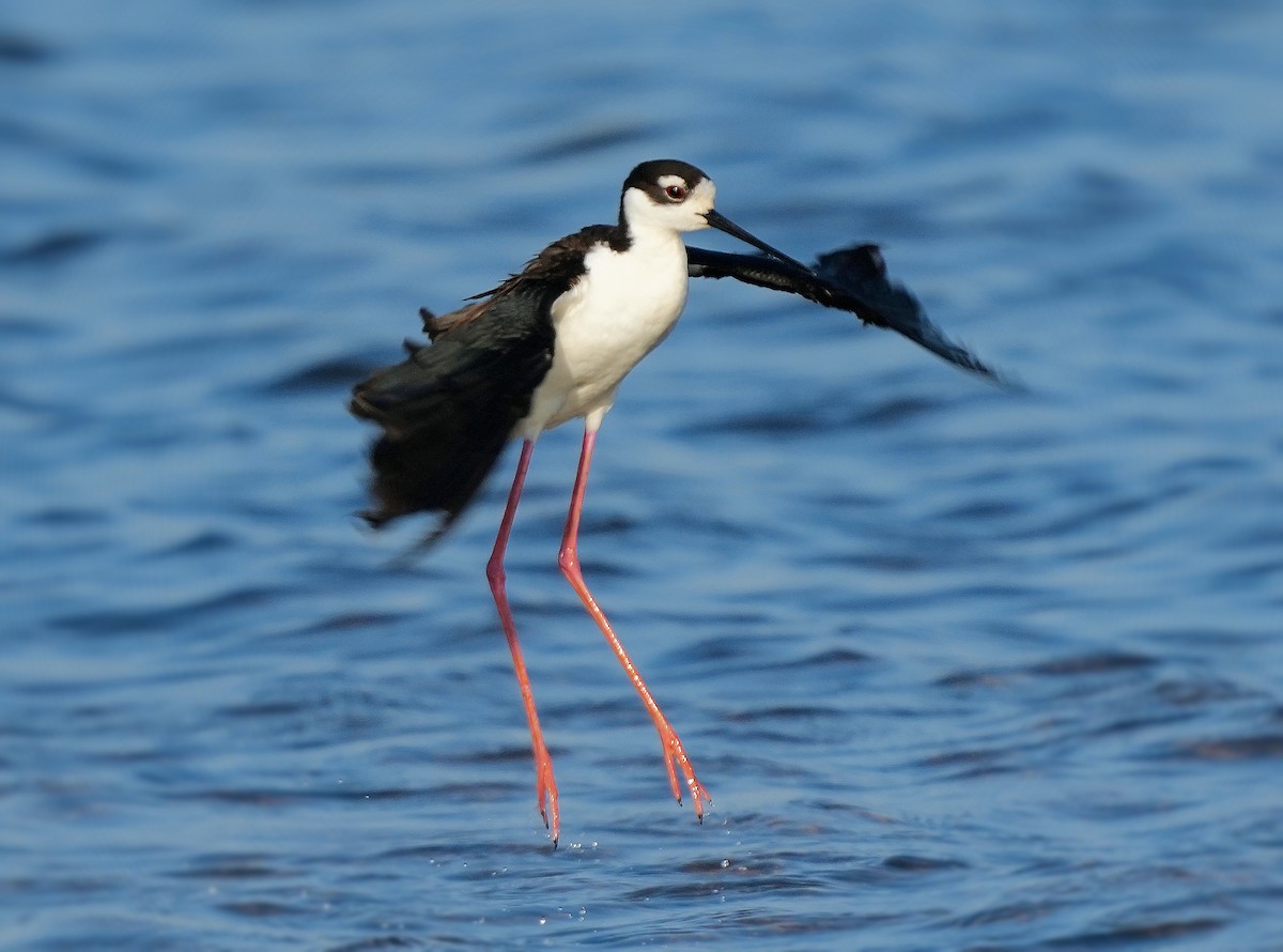 クロエリセイタカシギ - ML646072149