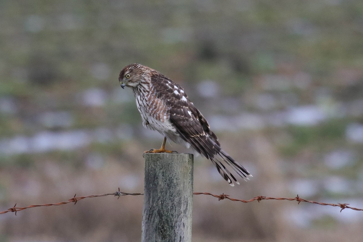 クーパーハイタカ - ML646072150