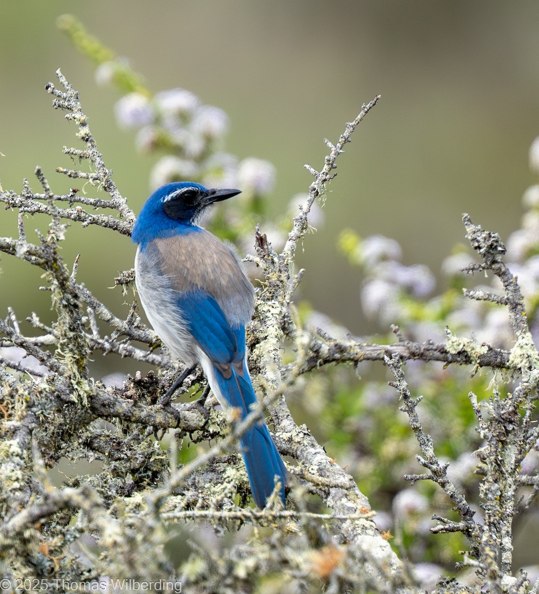 カリフォルニアカケス - ML646072151