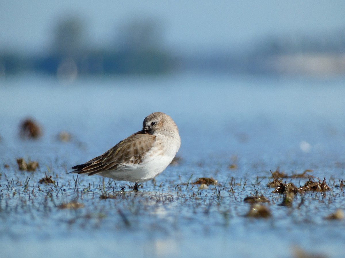 ハマシギ（hudsonia） - ML646072152