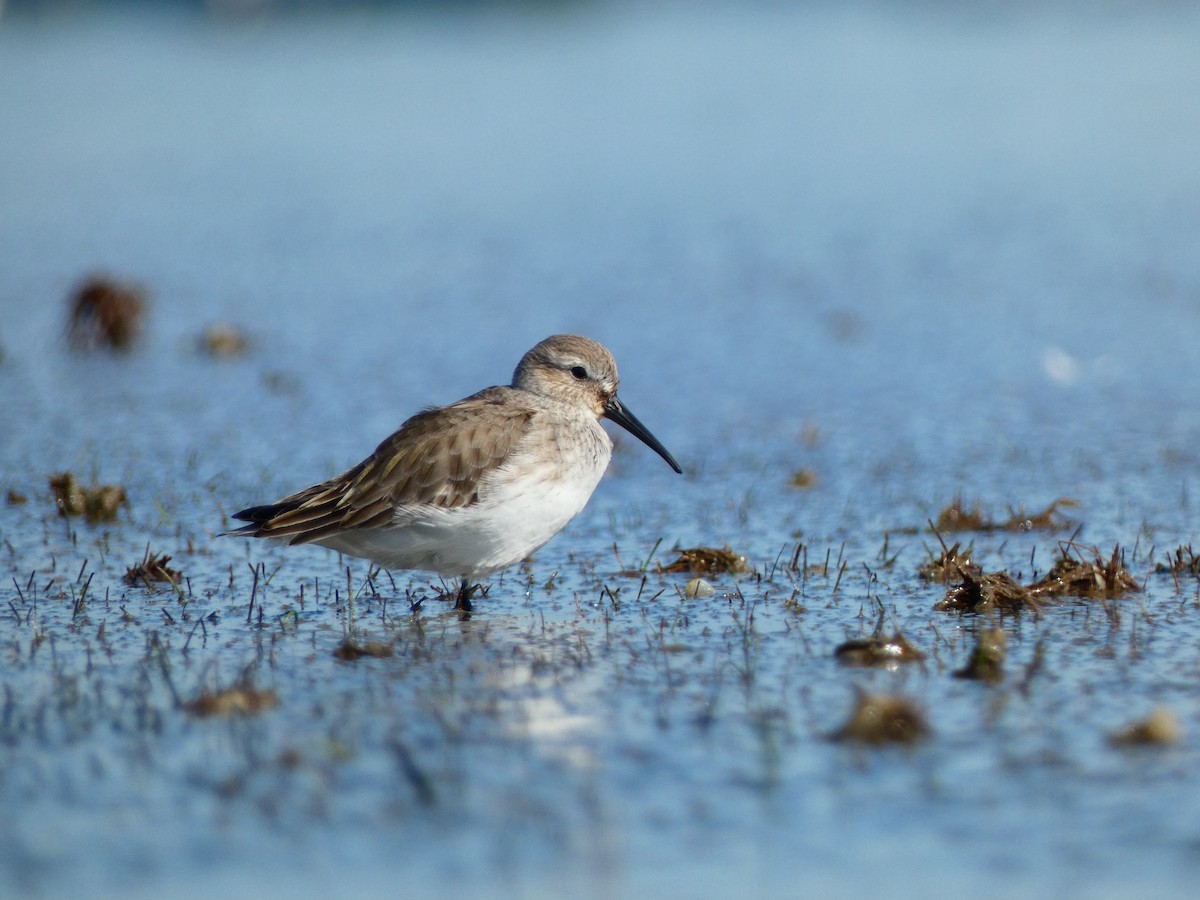 ハマシギ（hudsonia） - ML646072153