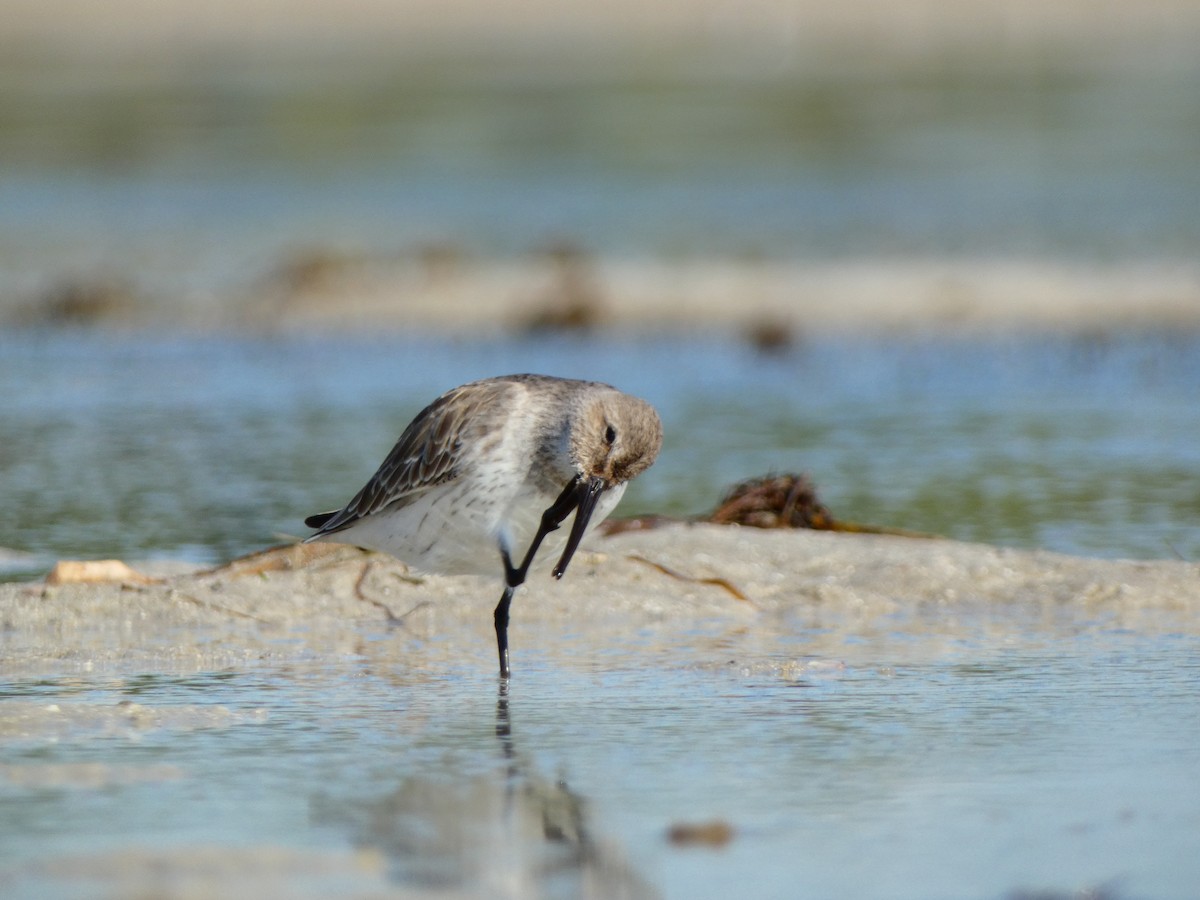 ハマシギ（hudsonia） - ML646072154