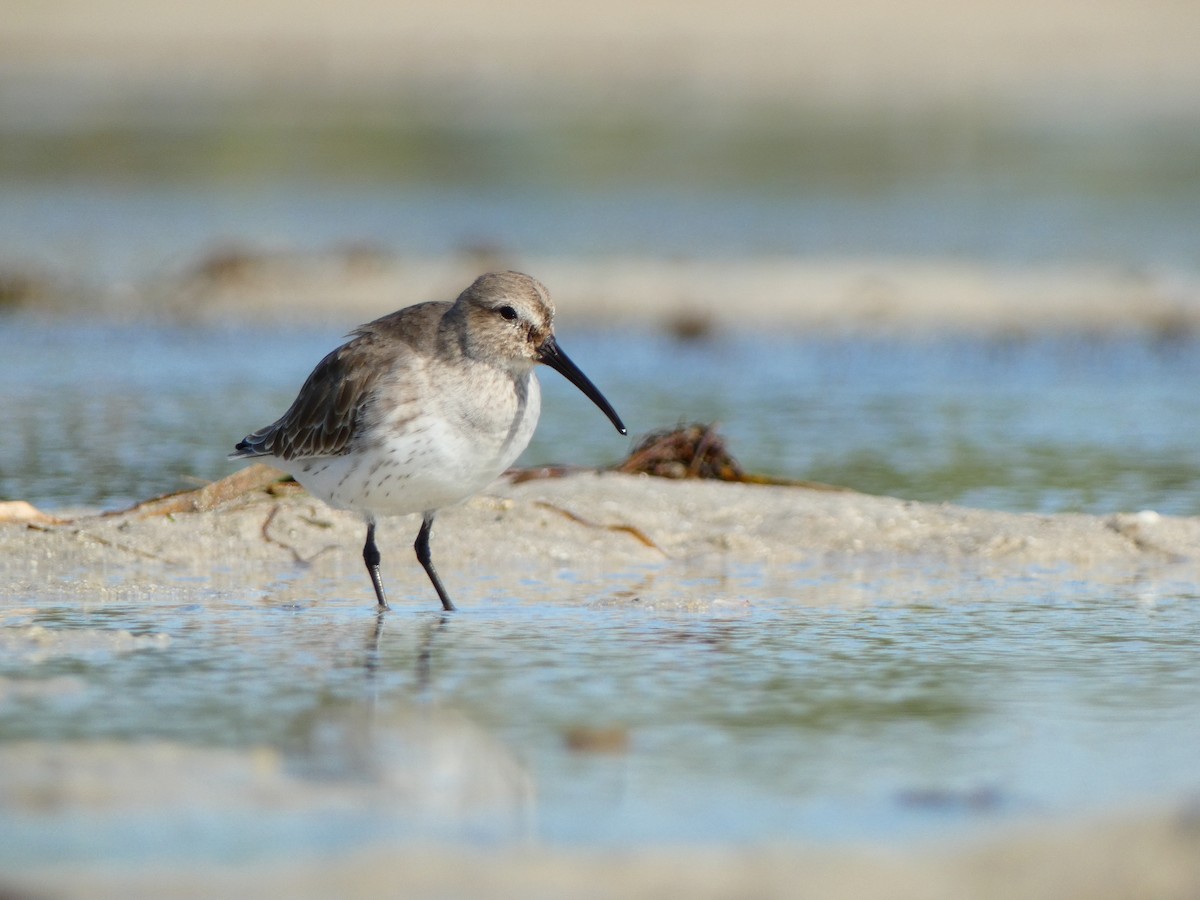 ハマシギ（hudsonia） - ML646072155