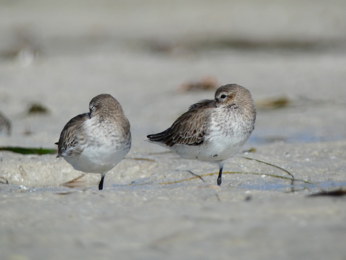 ハマシギ（hudsonia） - ML646072156