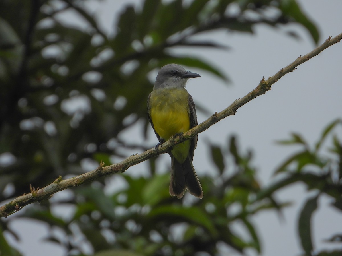 オリーブタイランチョウ - ML646072157