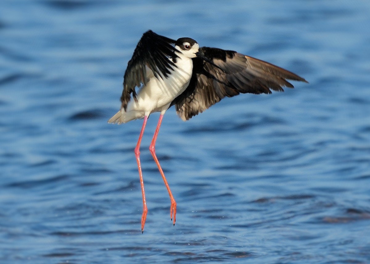 クロエリセイタカシギ - ML646072159