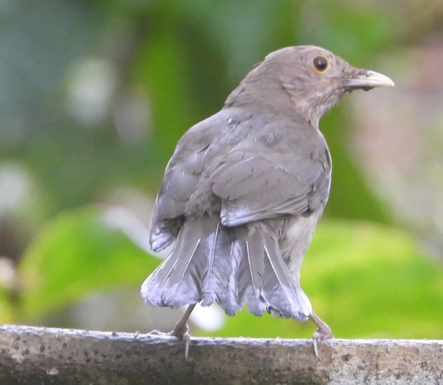 エクアドルジツグミ - ML646072163