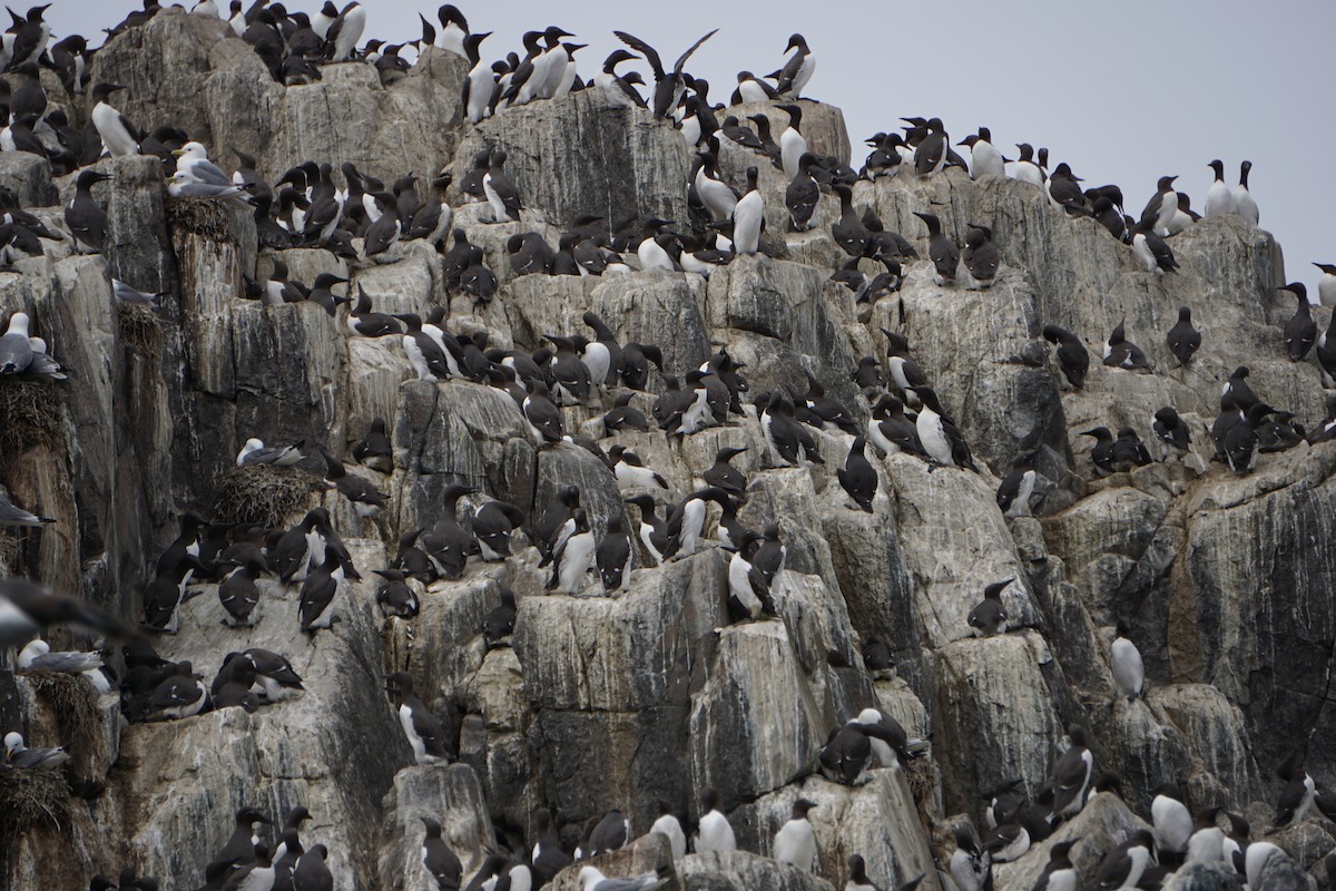 Моевка - ML646072165