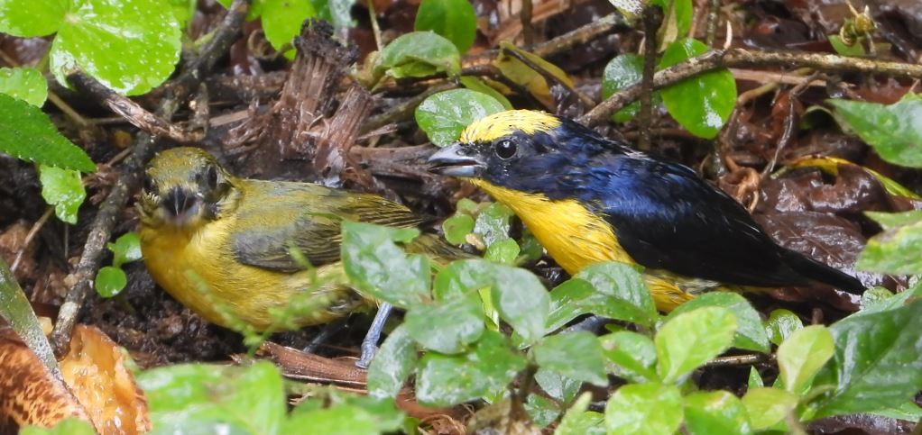 キバラスミレフウキンチョウ - ML646072166