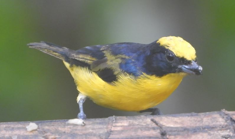 キバラスミレフウキンチョウ - ML646072167