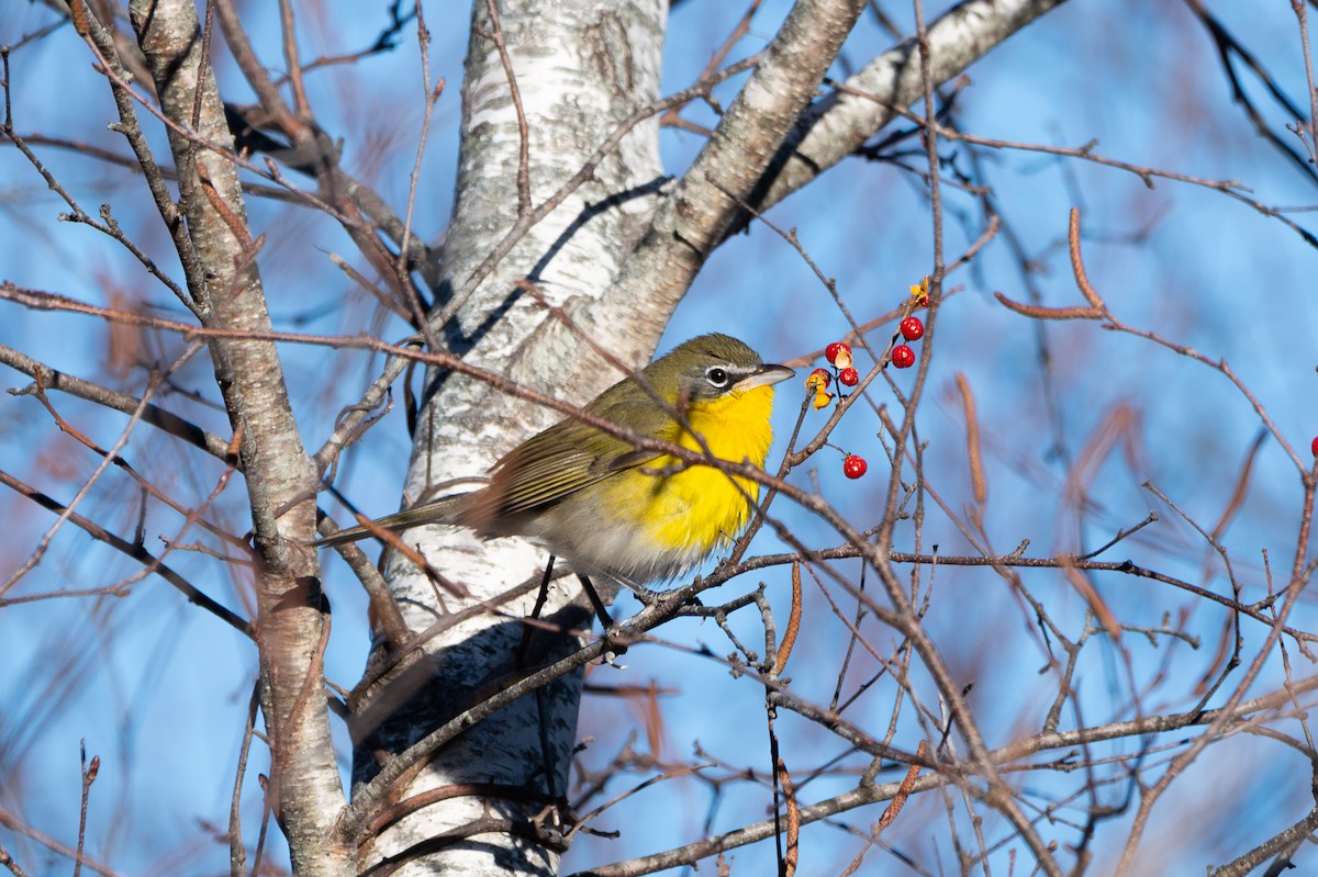 オオアメリカムシクイ - ML646072171