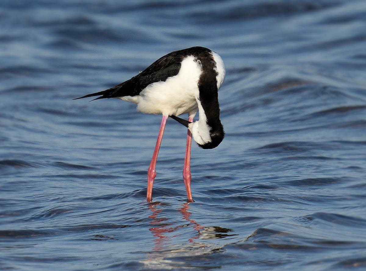 クロエリセイタカシギ - ML646072173