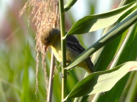 アカクロムクドリモドキ - ML646072177