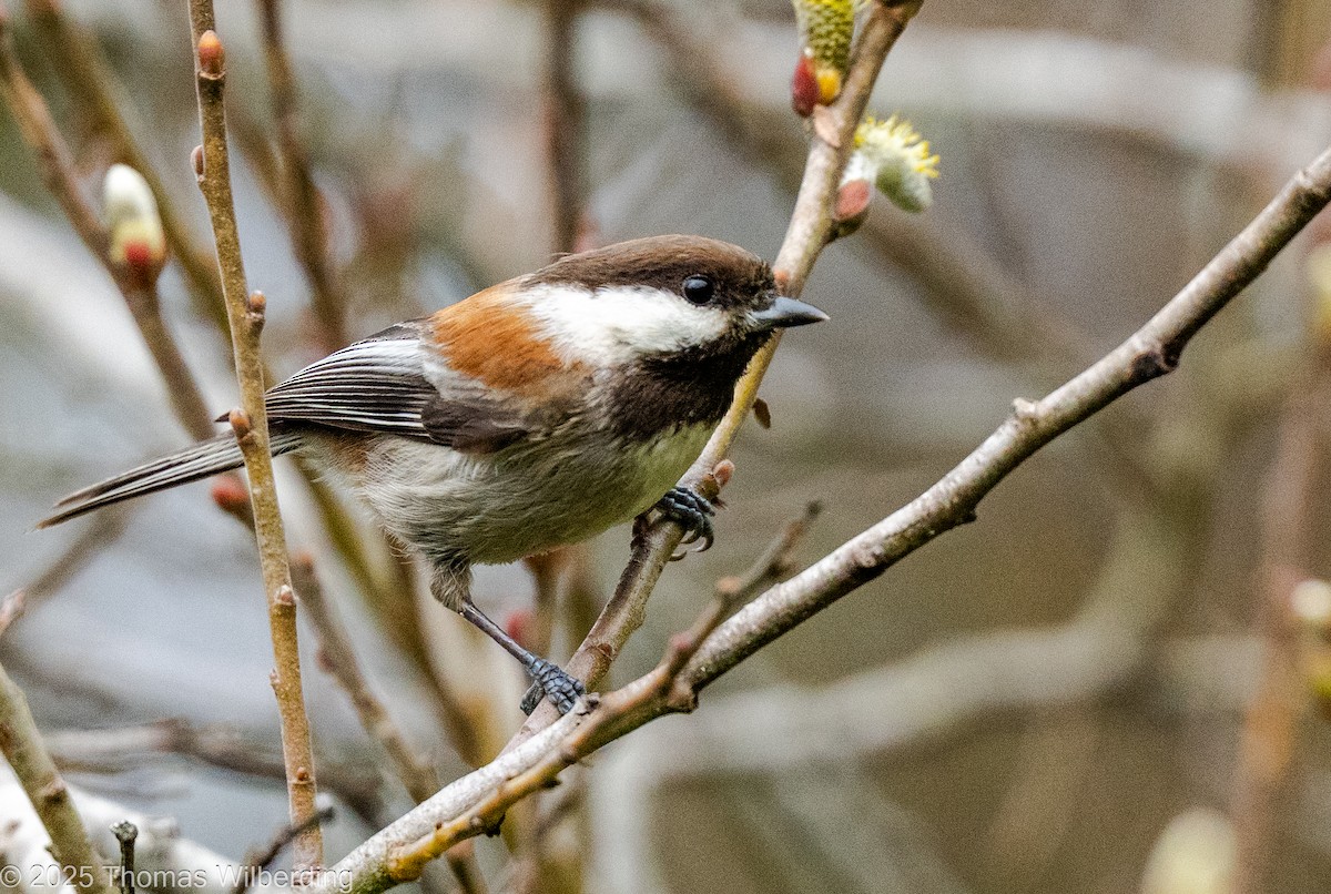 クロイロコガラ - ML646072179