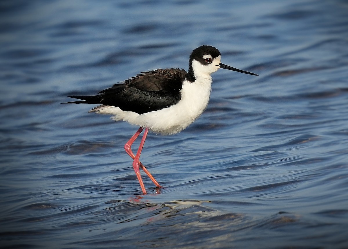 Black-necked Stilt - ML646072181
