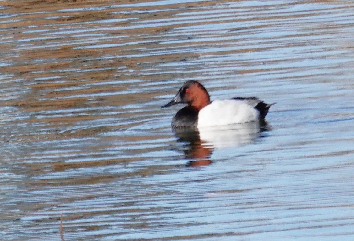 Büyük Elmabaş - ML646072197