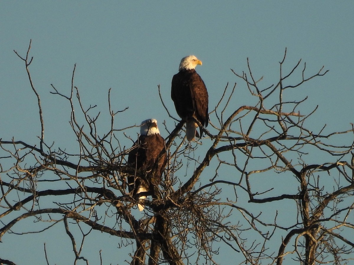 Bald Eagle - ML646072199