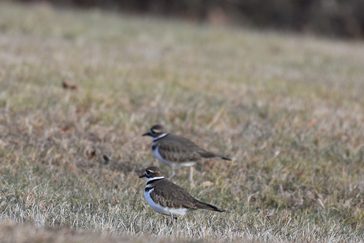 Killdeer - ML646072200