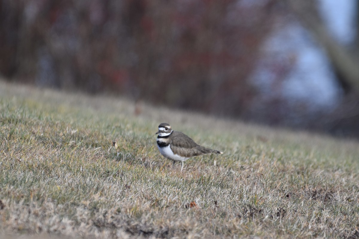 Killdeer - ML646072201