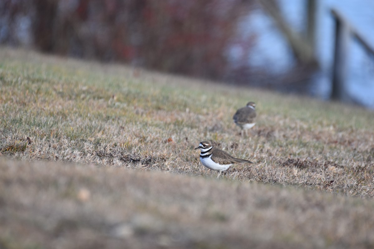 Killdeer - ML646072202