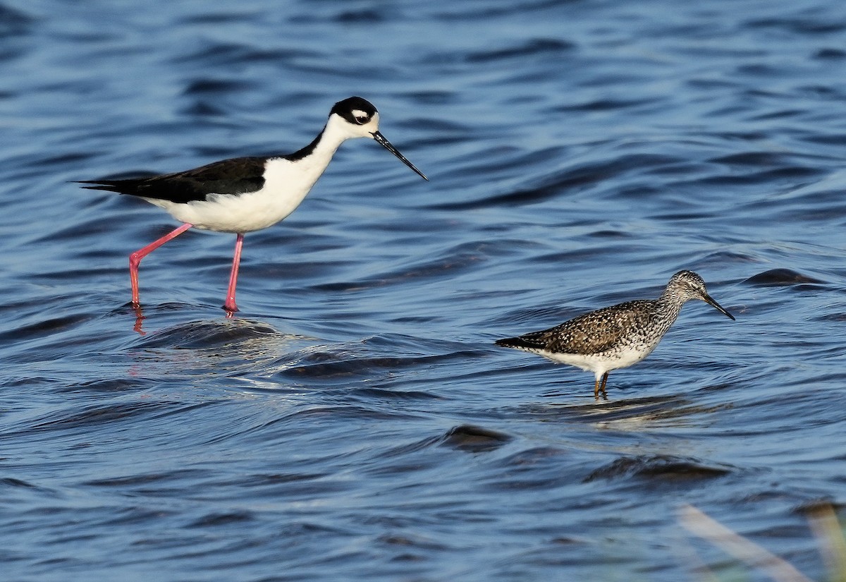 Lesser/Greater Yellowlegs - ML646072216