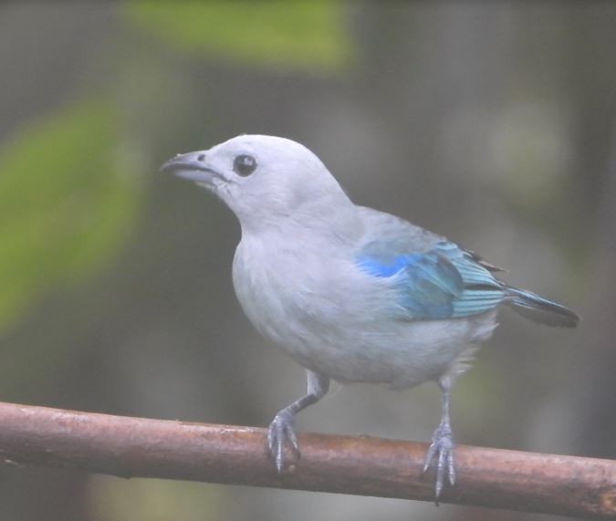 Blue-gray Tanager - ML646072217