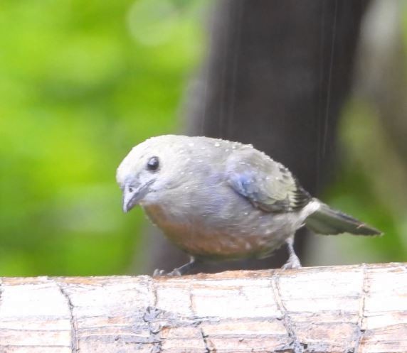 Palm Tanager - ML646072226