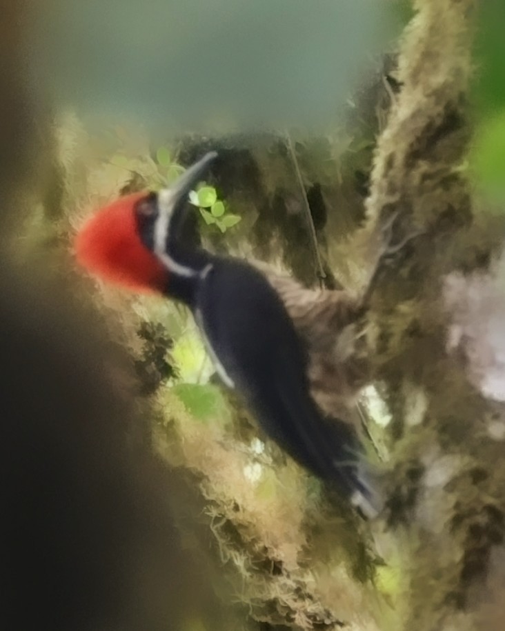 Powerful Woodpecker - ML646072229
