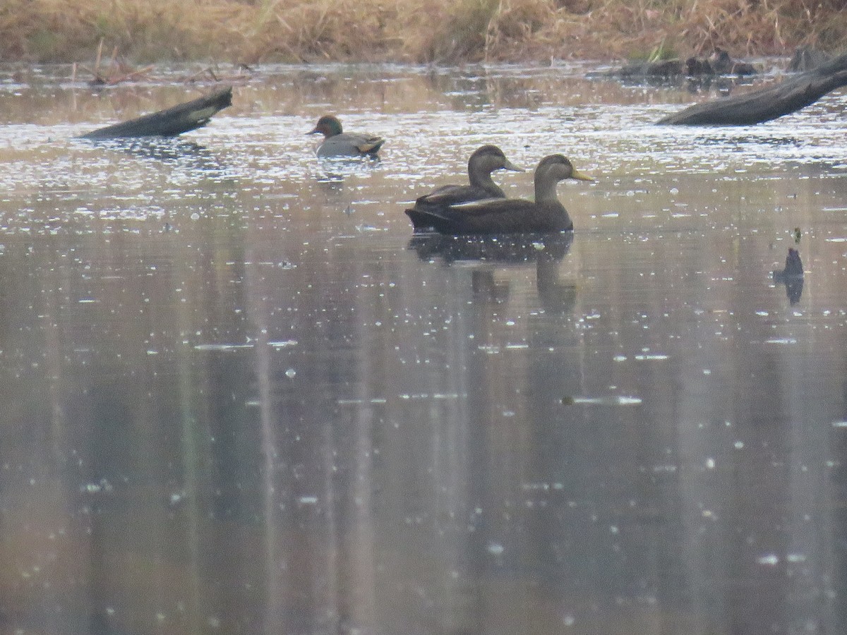 American Black Duck - ML646072241
