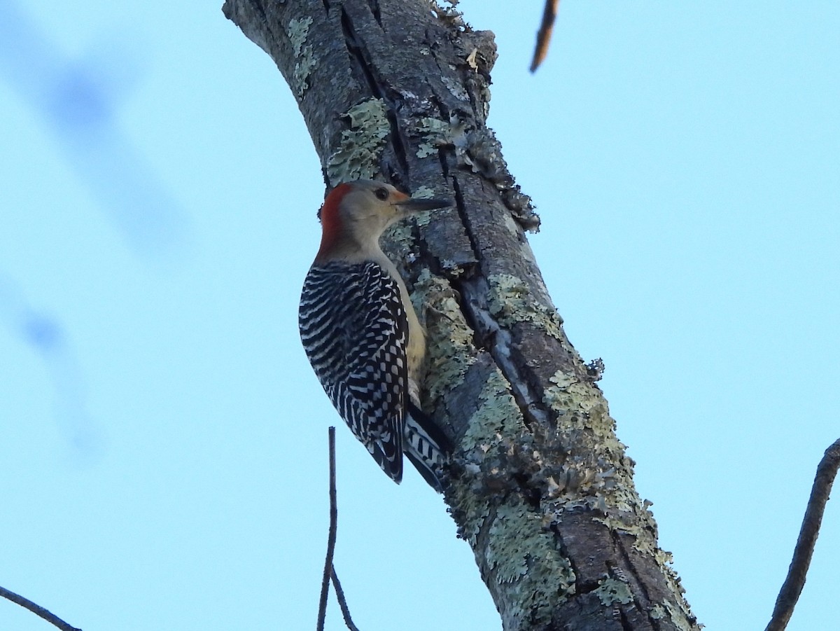 Red-bellied Woodpecker - ML646072247